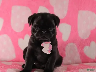 Pug dogs Bramble - Ad 36