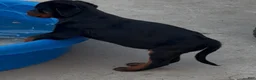 Rottweiler dogs for sale: Rottweiler 1 - Ad 14