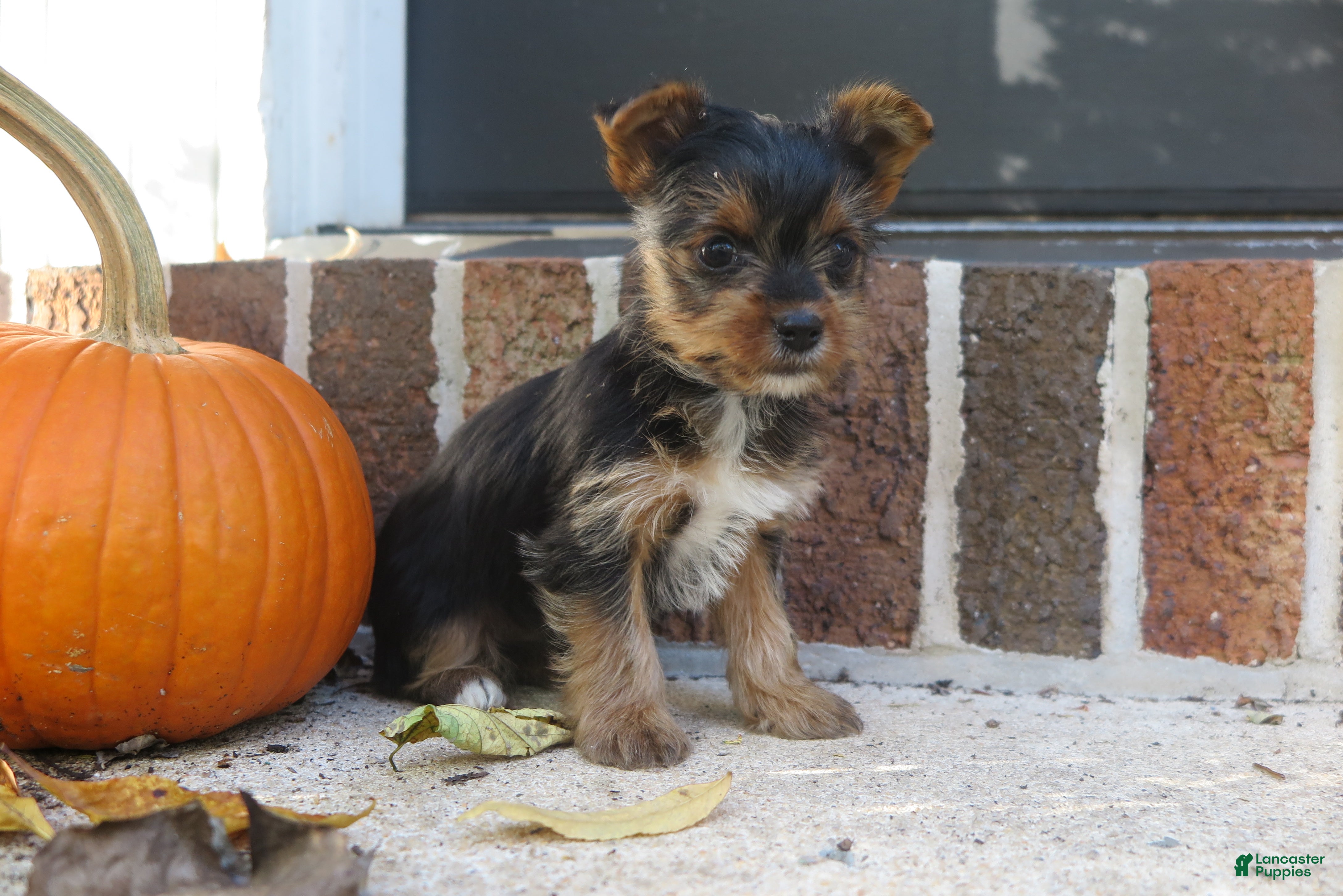 Yorkshire Terrier dogs for sale: Sophie - Ad 8