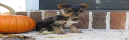 Yorkshire Terrier dogs for sale: Sophie - Ad 1