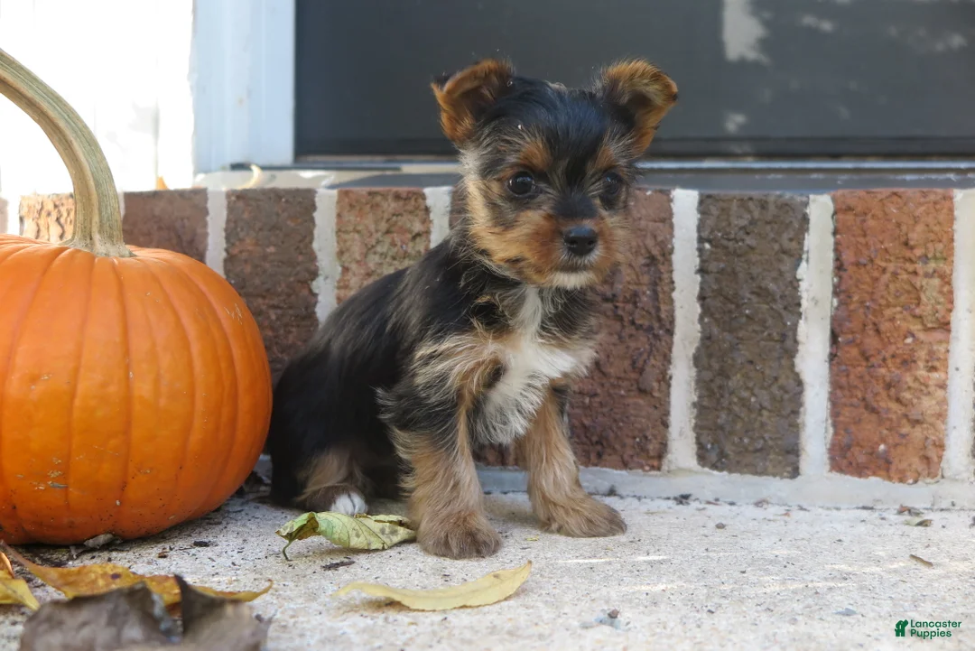 Yorkshire Terrier dogs for sale: Sophie - Ad 1