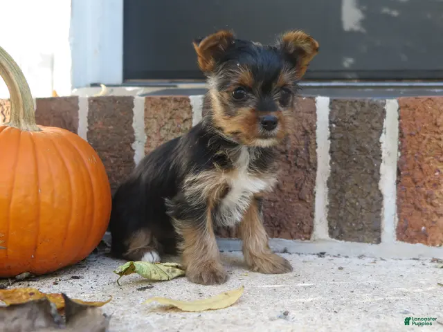Yorkshire Terrier dogs for sale: Sophie - Ad 8