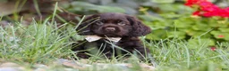 Cocker Spaniel dogs for sale: Denver - Ad 4