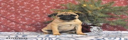 Pug dogs for sale: Goldie - Ad 1