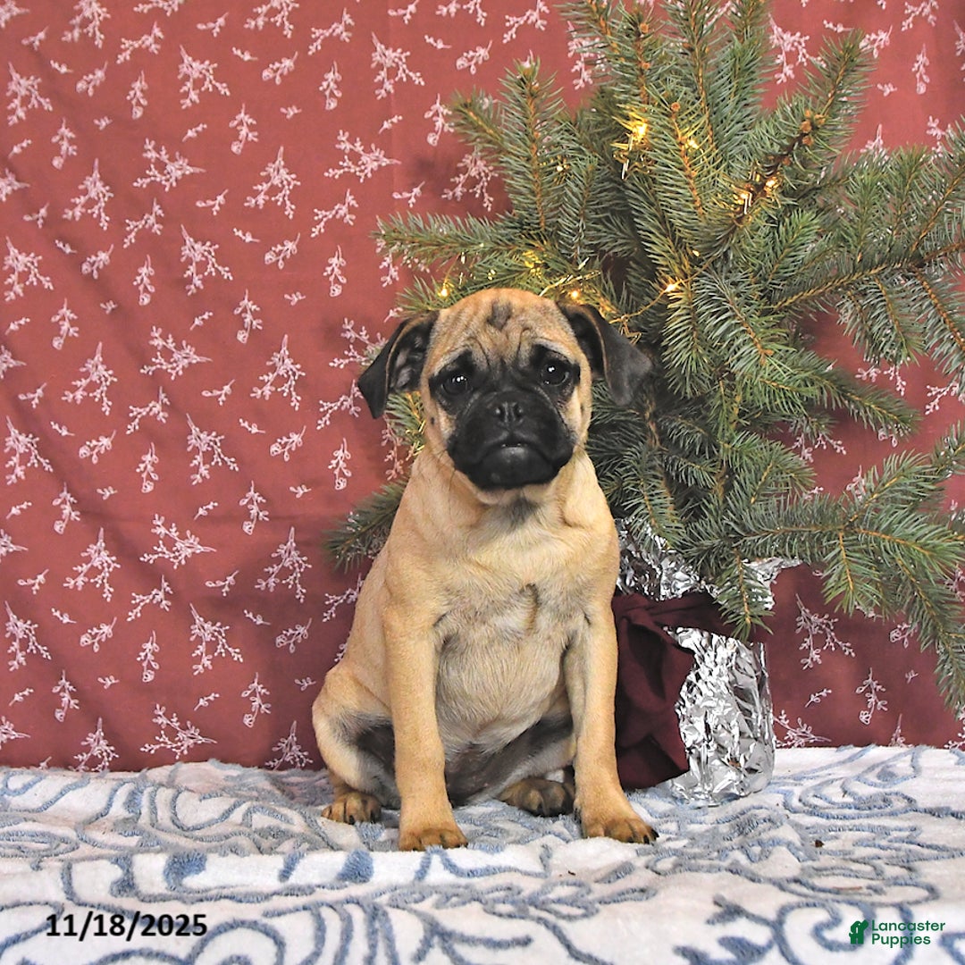 Pug dogs for sale: Goldie - Ad 1