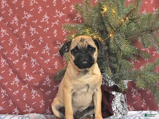 Pug dogs Goldie - Ad 19