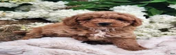 Miniature Poodle dogs for sale: Jaxon  - Ad 6