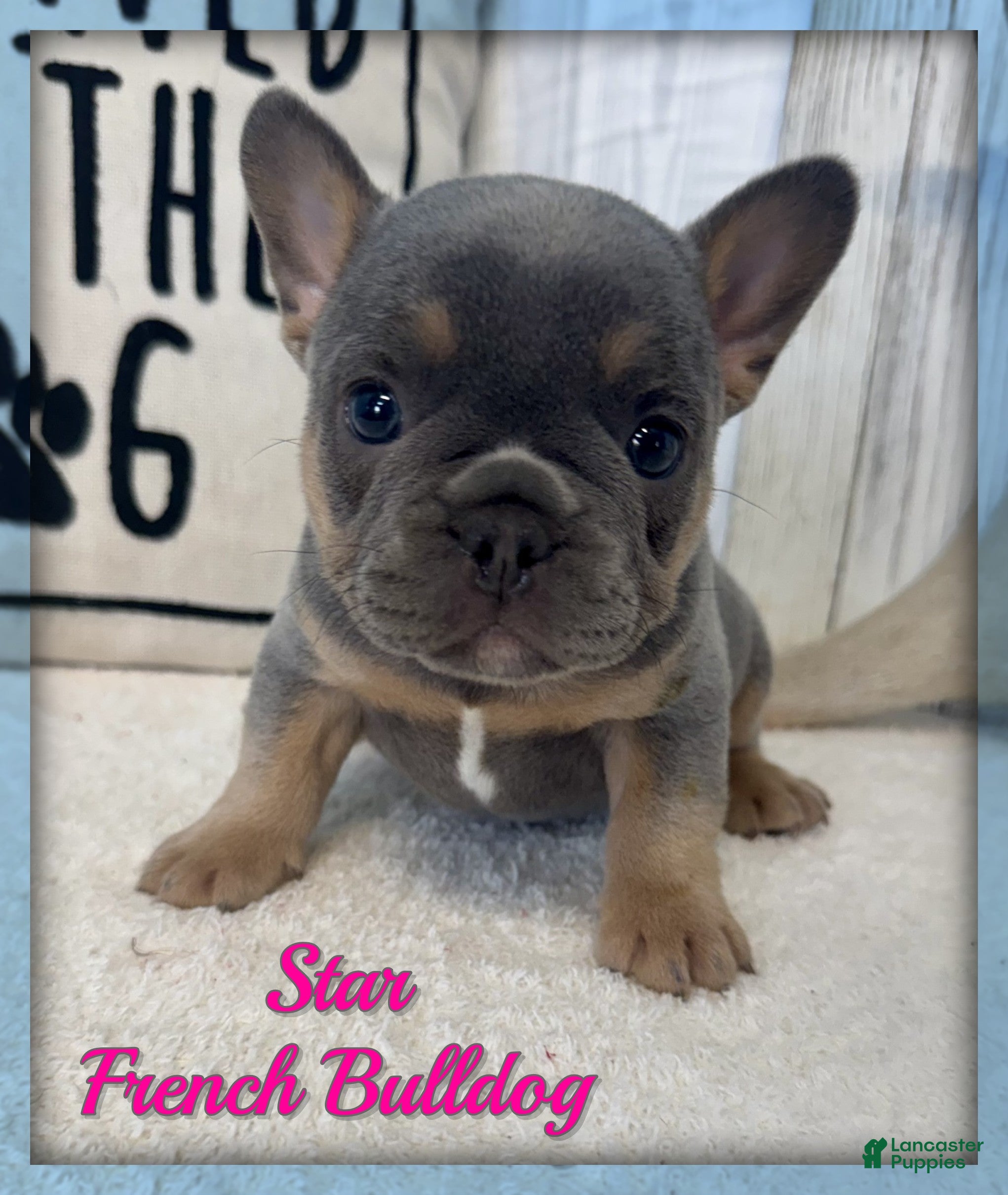 French Bulldog dogs Star - Ad 1