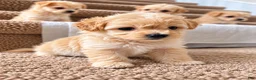 Maltipoo dogs for sale: Meet Coco — Adorable Maltipoo Puppy - Ad 20