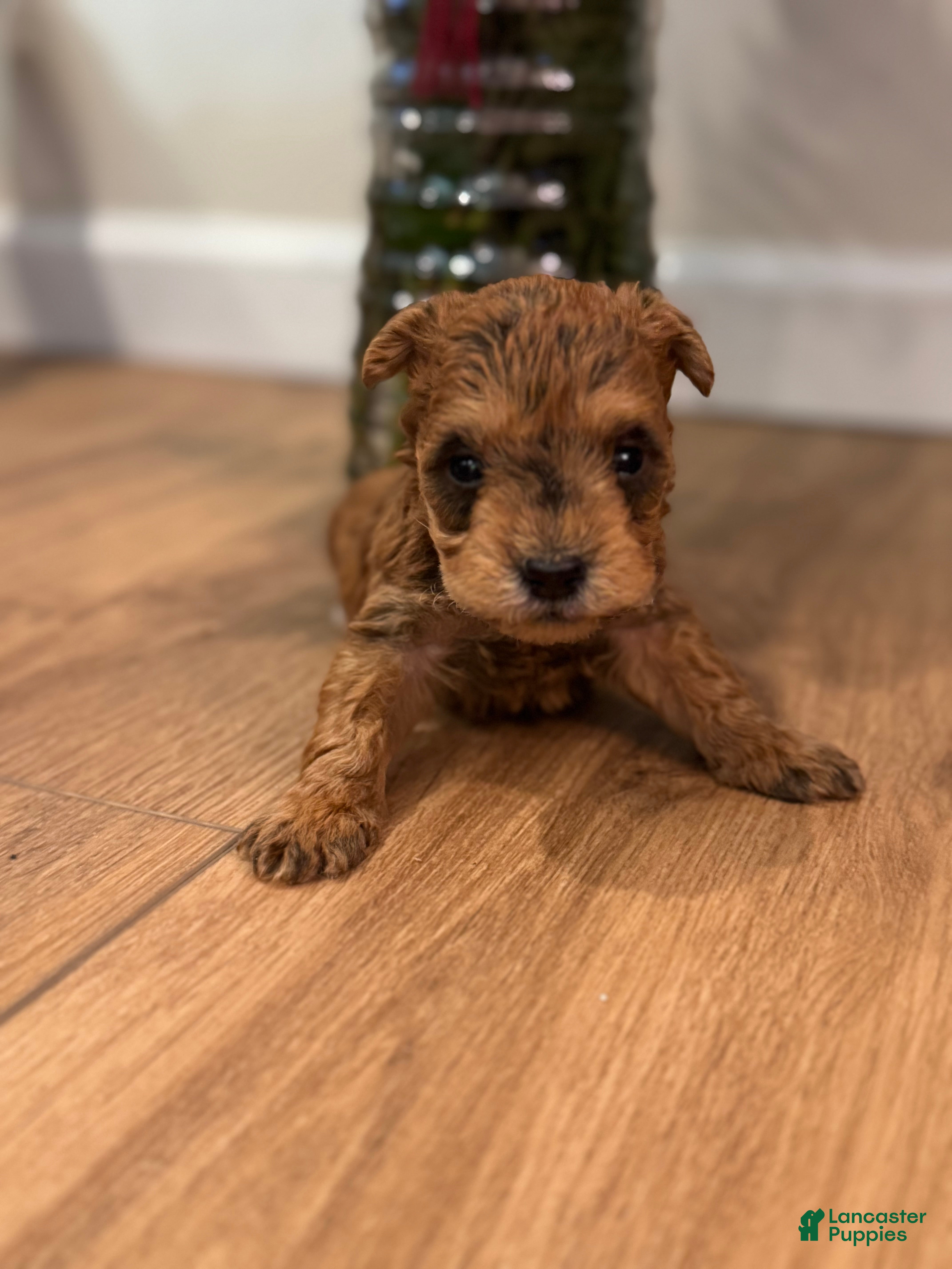 Schnoodle dogs David  - Ad 24