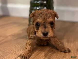 Schnoodle dogs David - Ad 24