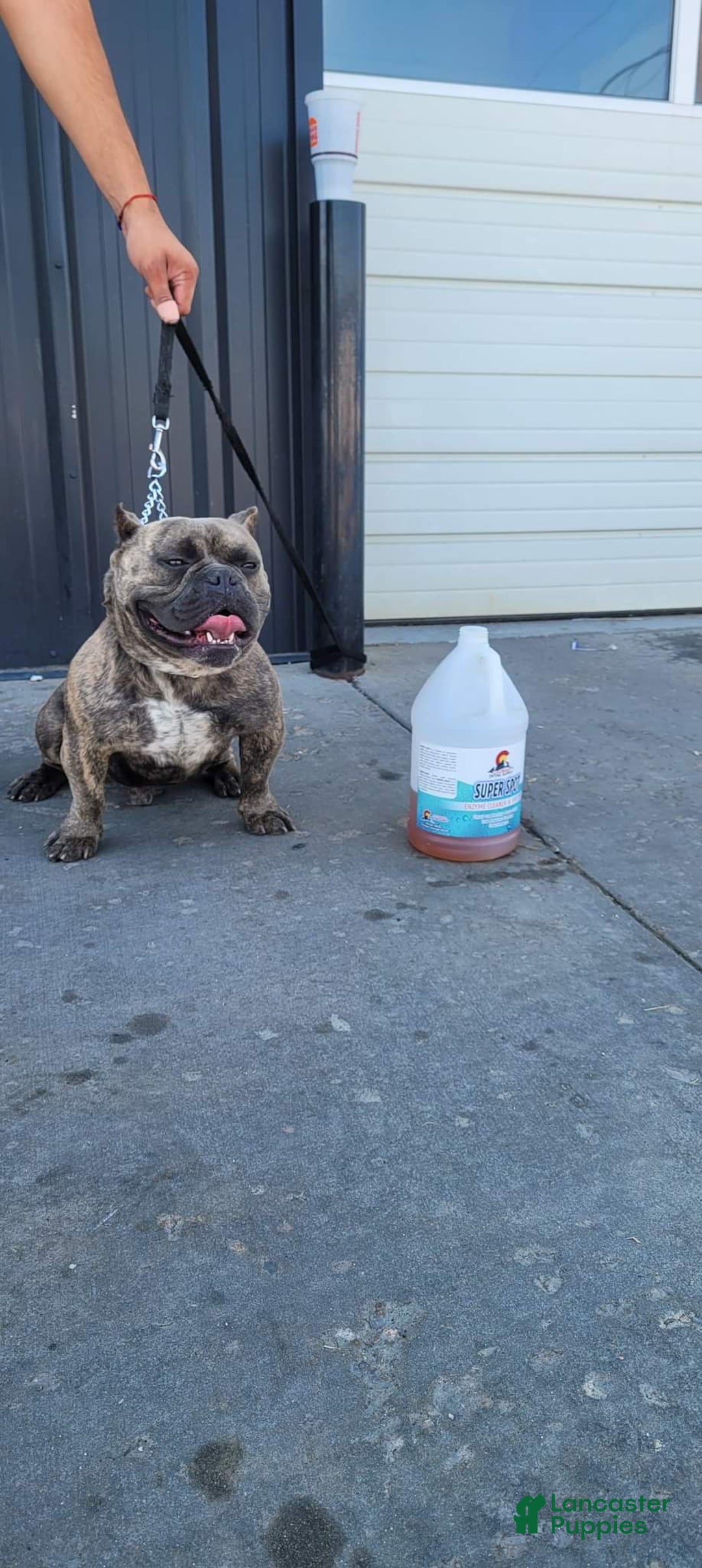 Gallery Image {{count}}