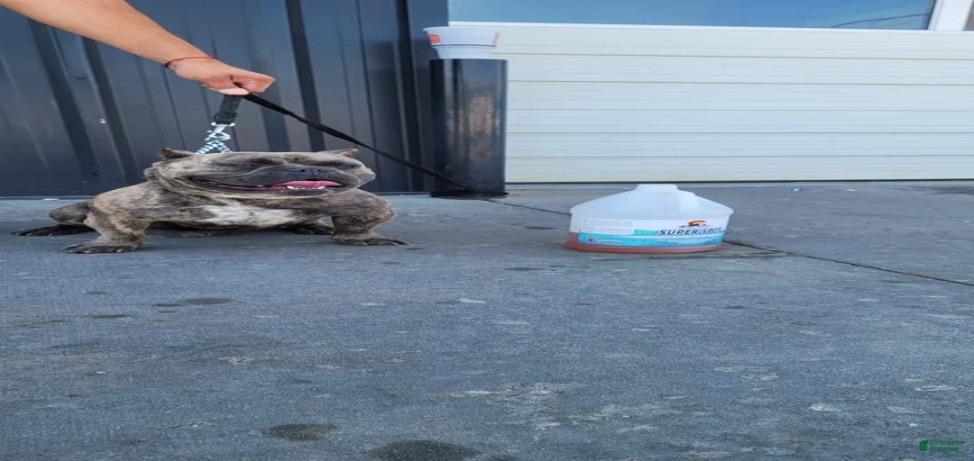 Gallery Image {{count}}