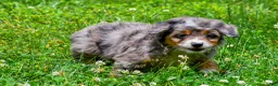 Mini Aussiedoodle dogs for sale: Griffin - Ad 6