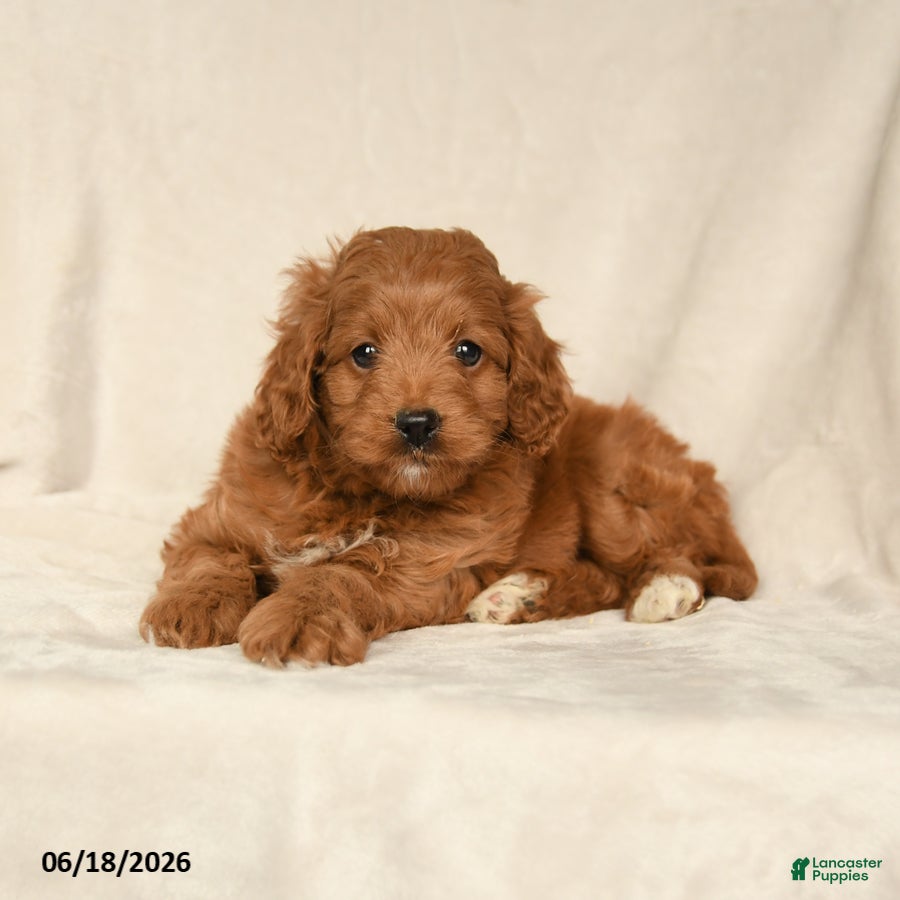 Cavapoo dogs Harper - Ad 2