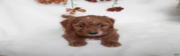 Cavapoo dogs for sale: Finley - Ad 3