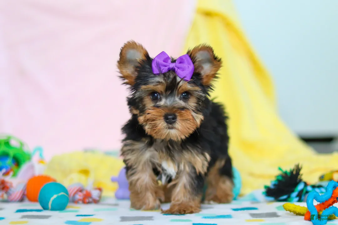 Yorkshire Terrier dogs for sale: Macie - Ad 1