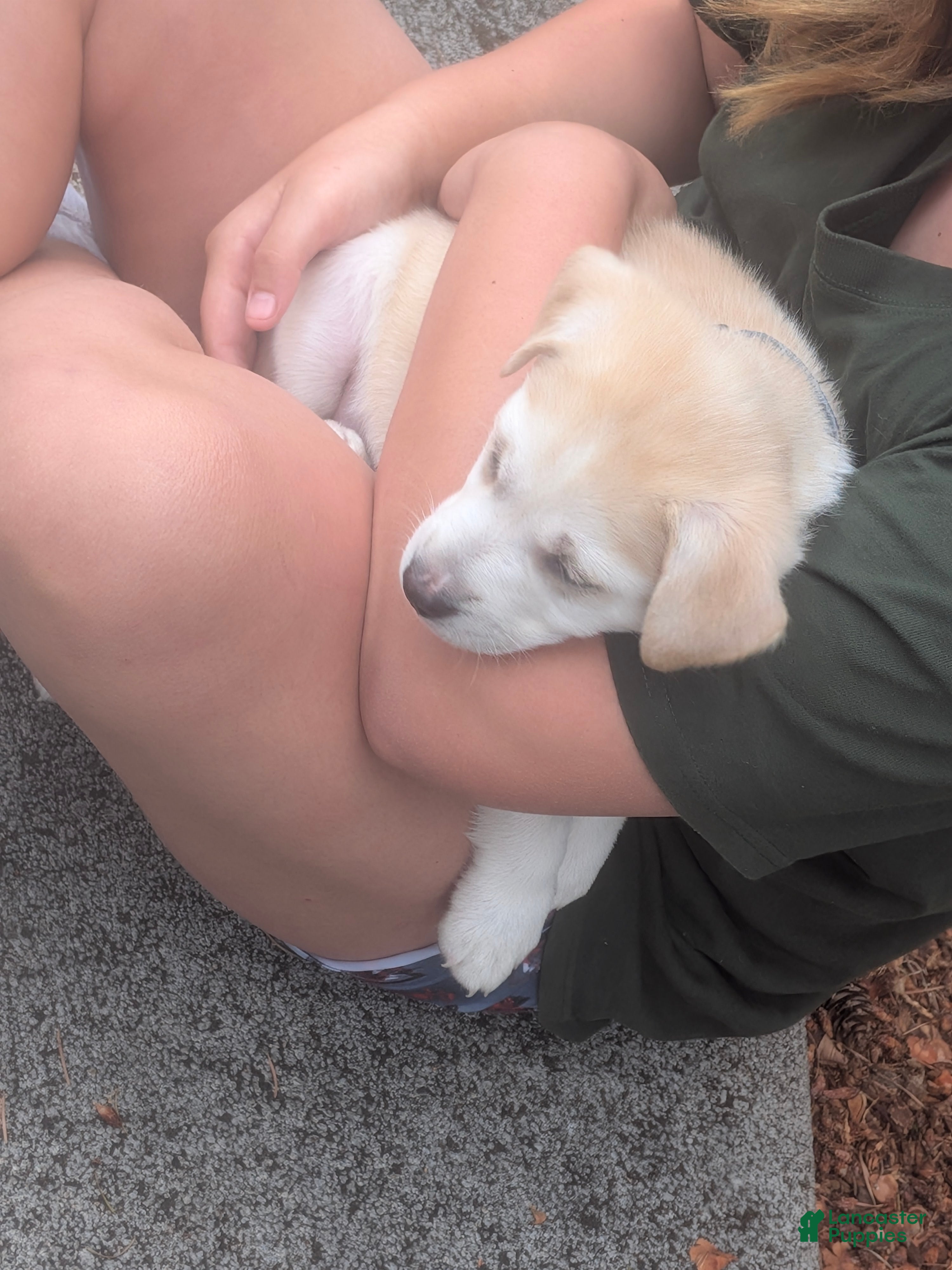 Mixed Breed dogs Mixed Breed 1 - Ad 32