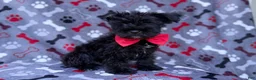 Miniature Schnauzer dogs for sale: Zeus - Ad 5