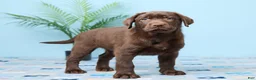 Labrador Retriever dogs for sale: Crystal - Ad 4