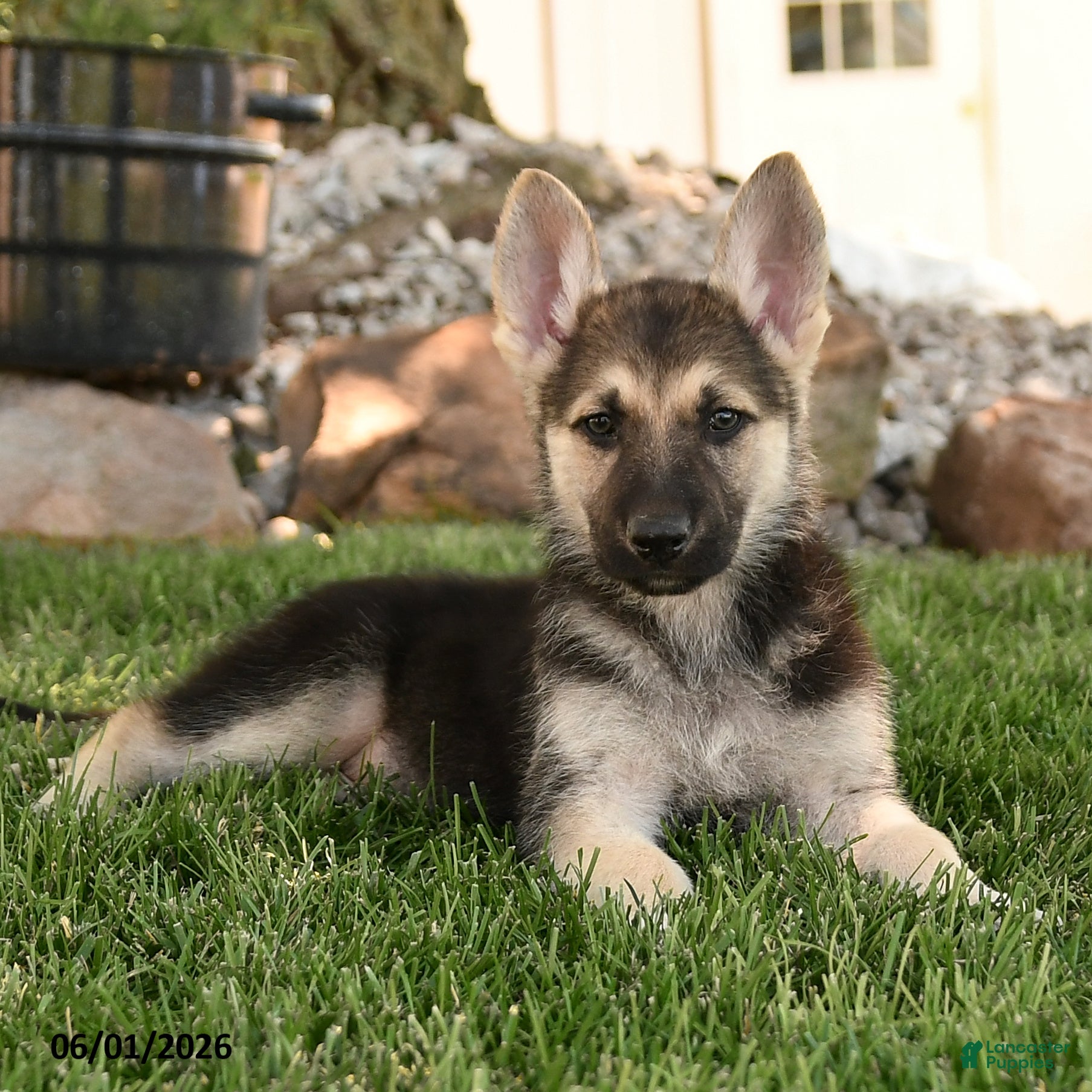 German Shepherd dogs Funny  - Ad 2