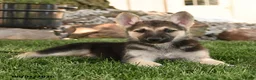German Shepherd dogs for sale: Funny  - Ad 2