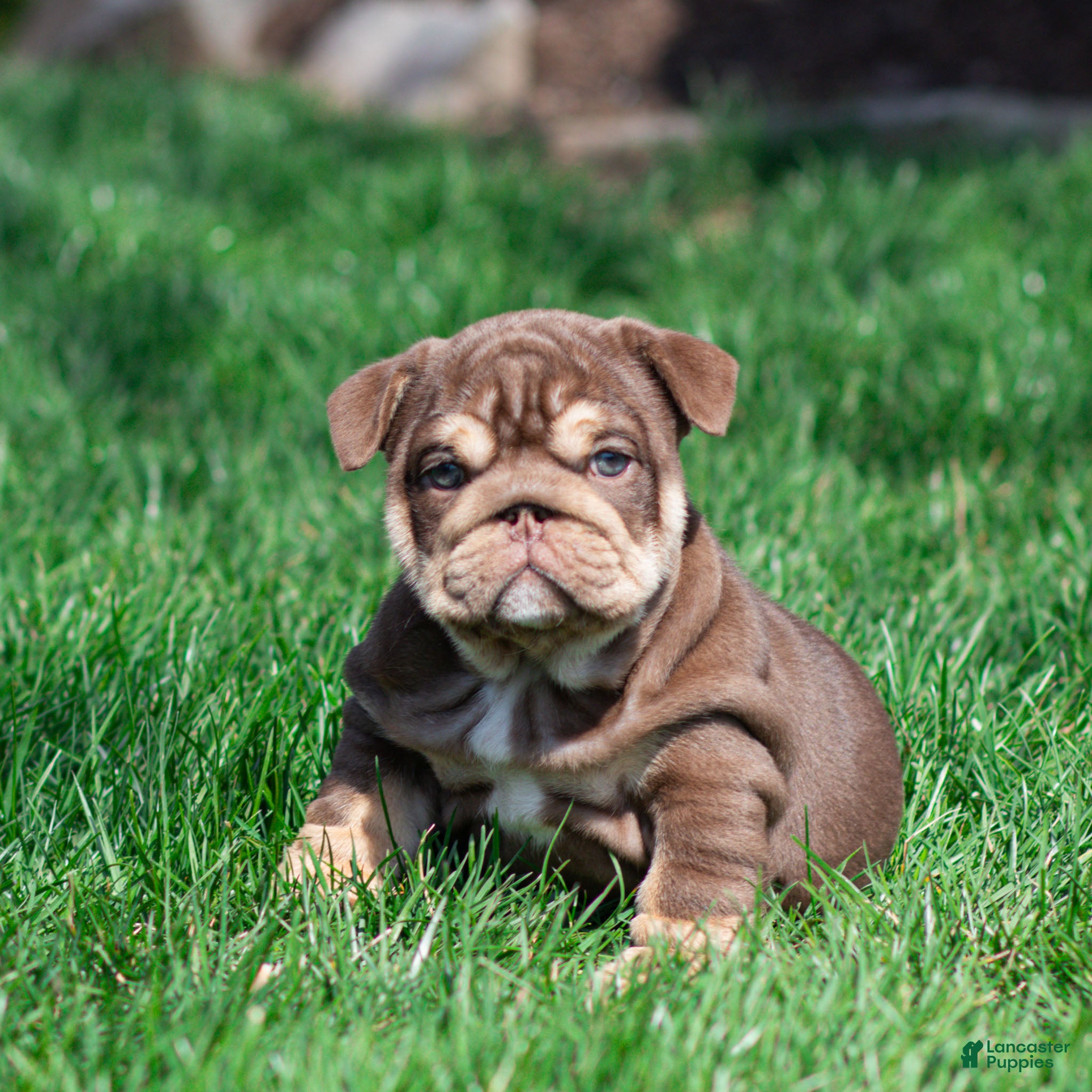 English Bulldog dogs Sable Manroe English Bulldog Puppy  - Ad 1