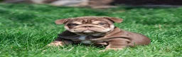 English Bulldog dogs for sale: Sable Manroe English Bulldog Puppy  - Ad 21