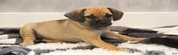 Puggle dogs for sale: Colorado - Ad 4