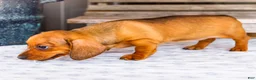 Miniature Dachshund dogs for sale: Claire - Ad 3