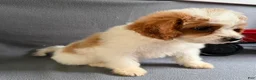 Mixed Breed dogs for sale: Jane - Ad 2