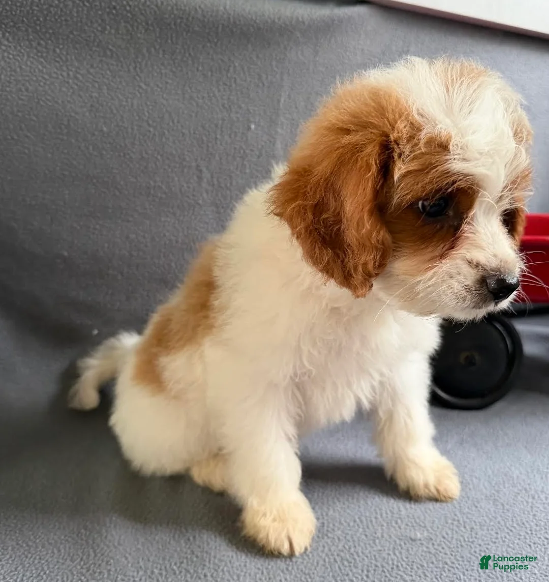 Mixed Breed dogs for sale: Jane - Ad 2