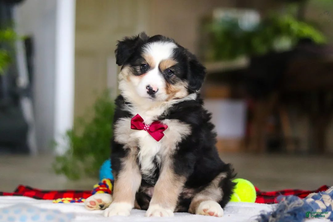 Australian Shepherd dogs for sale: Tucker - Ad 1