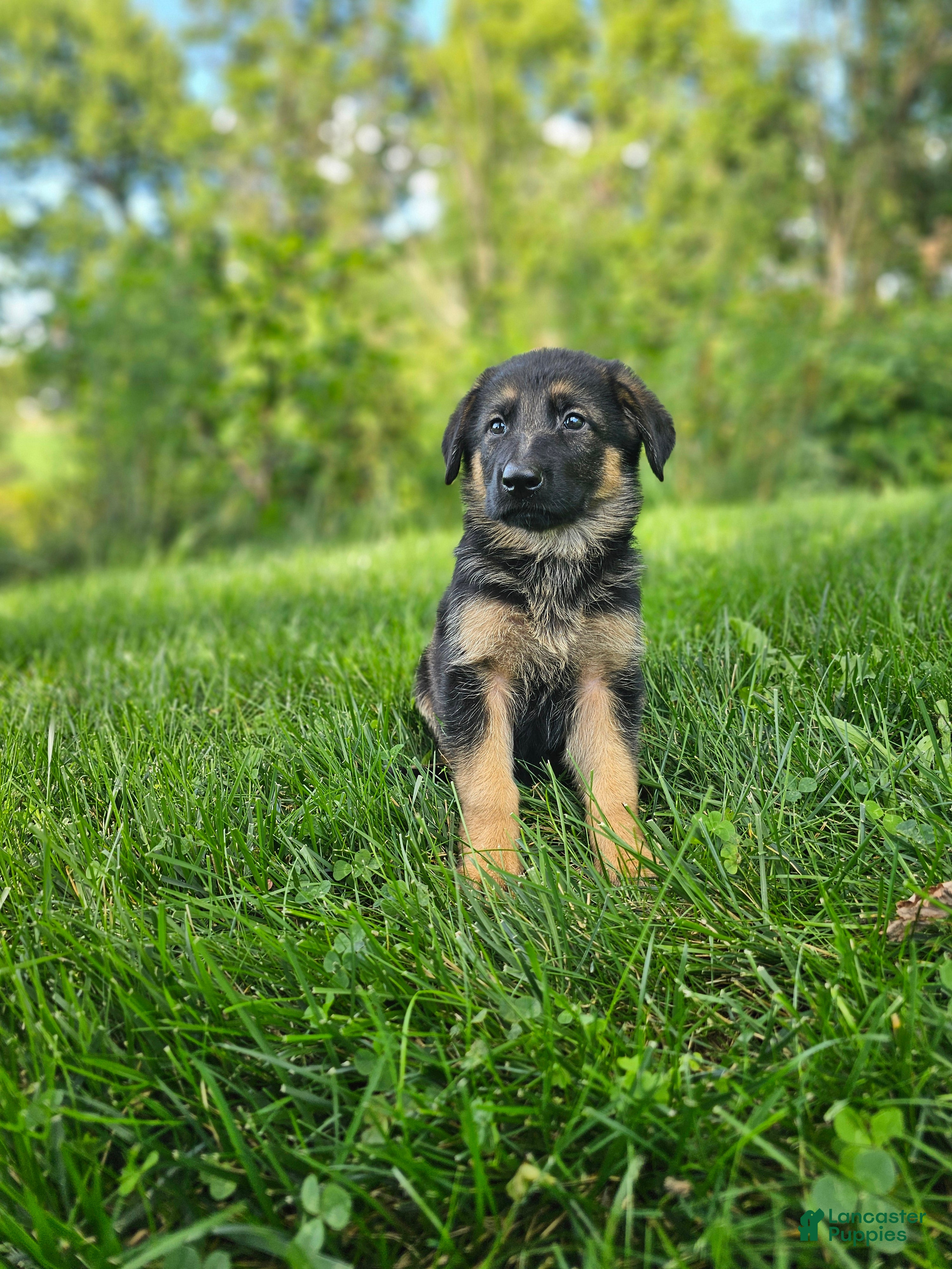 German Shepherd dogs Max - Ad 2