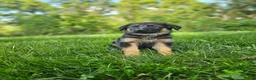 German Shepherd dogs for sale: Max - Ad 2