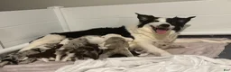 Border Collie dogs for sale: Spot - Ad 7