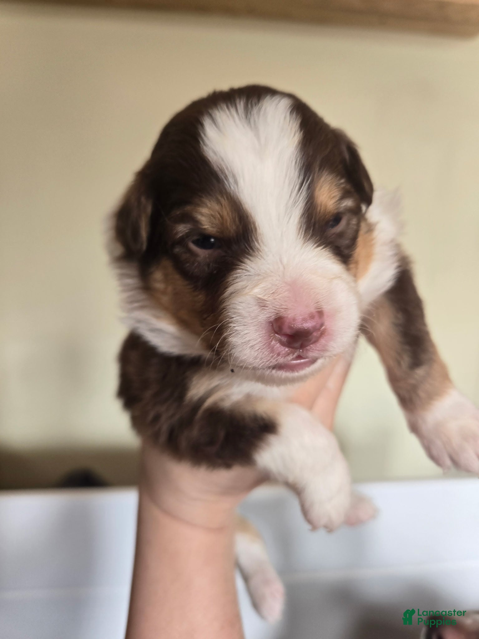Australian Shepherd dogs Australian Shepherd Puppy 5 - Ad 37