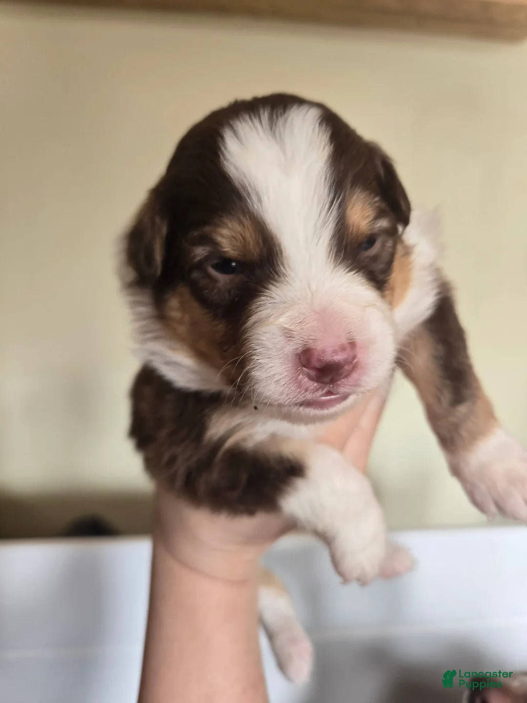 Australian Shepherd dogs for sale: Australian Shepherd Puppy 5 - Ad 1