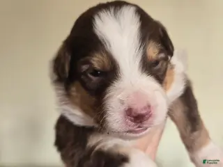 Australian Shepherd dogs Australian Shepherd Puppy 5 - Ad 37