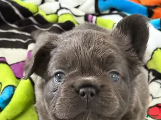 French Bulldog dogs for sale: French Bulldog Puppy 1 - Ad 2