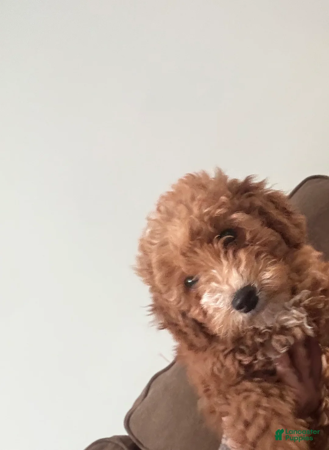 Goldendoodle dogs for sale: Goldendoodle Puppy 1 - Ad 1