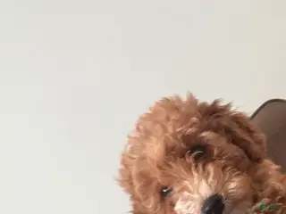 Goldendoodle dogs Goldendoodle Puppy 1 - Ad 8