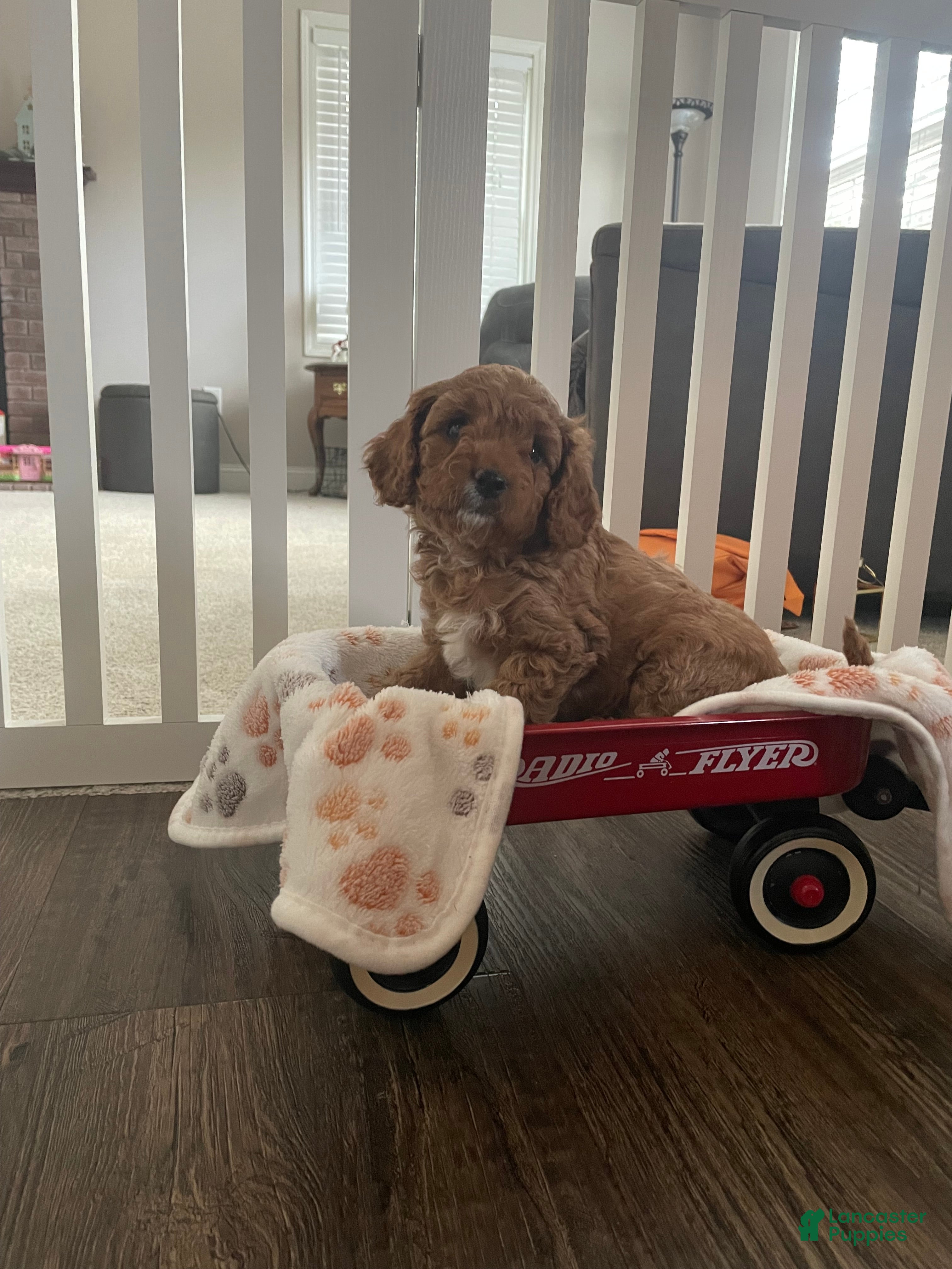 Cavapoo dogs Esta - Ad 41