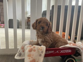 Cavapoo dogs Esta - Ad 36