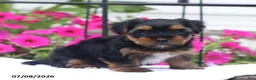 Shorkie dogs for sale: Midnight - Ad 4