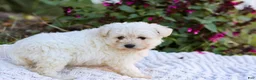 Mixed Breed dogs for sale: Pixel - Ad 2