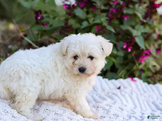 Mixed Breed dogs Pixel - Ad 2
