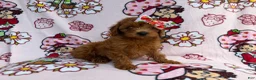 Cavapoo dogs for sale: Bella - Ad 6