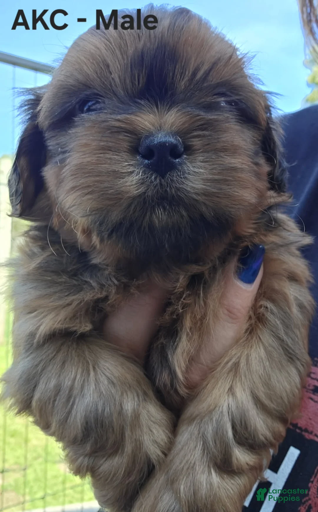 Shih Tzu dogs for sale: Shih Tzu Male 3 - Ad 2