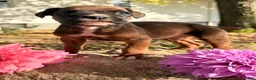 Boxer dogs for sale: Zeus Male AKC Boxer - Ad 4